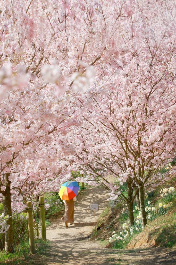 世羅さくら　１　